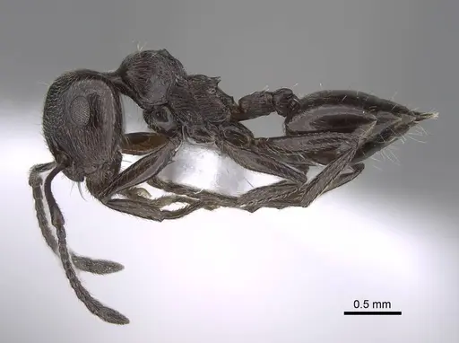Crematogaster laestrygon specimen CASENT0922691 image casent0922691_3