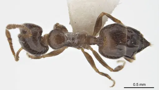 Crematogaster laeviceps specimen ANTWEB1008630 image antweb1008630_1