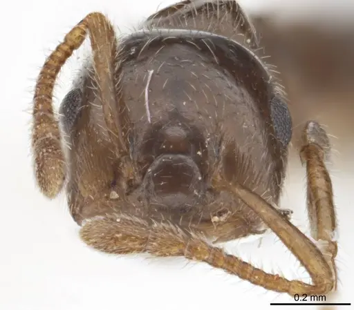 Crematogaster laeviceps specimen ANTWEB1008630 image antweb1008630_2