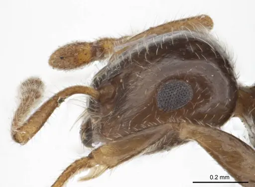 Crematogaster laeviceps specimen ANTWEB1008630 image antweb1008630_3