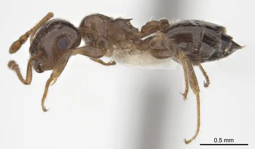 Crematogaster laeviceps specimen ANTWEB1008630 image antweb1008630_4
