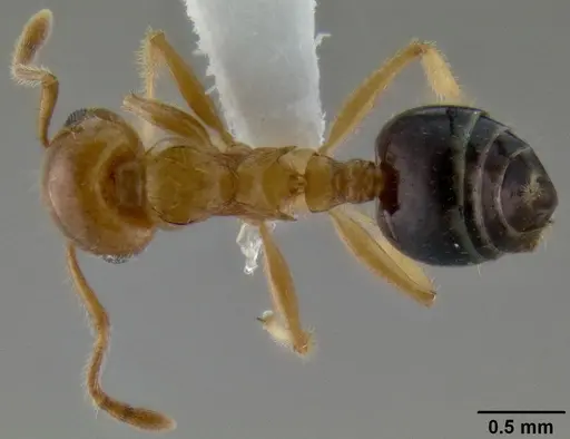 Crematogaster laeviceps specimen CASENT0193616 image casent0193616_1