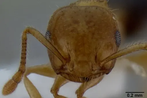 Crematogaster laeviceps specimen CASENT0193616 image casent0193616_2