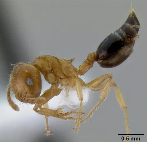 Crematogaster laeviceps specimen CASENT0193616 image casent0193616_3