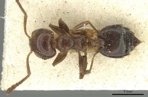Crematogaster laeviceps specimen CASENT0902135 image casent0902135_1