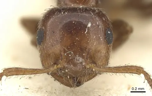 Crematogaster laeviceps specimen CASENT0902135 image casent0902135_2