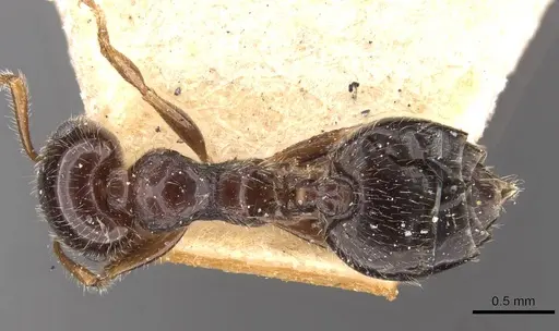 Crematogaster laeviceps specimen CASENT0908598 image casent0908598_1