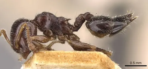 Crematogaster laeviceps specimen CASENT0908598 image casent0908598_3