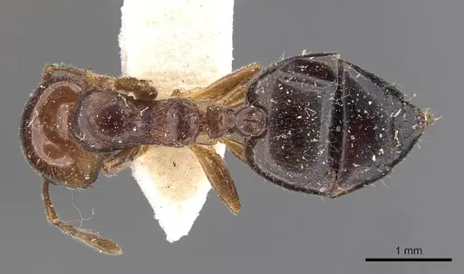 Crematogaster laeviceps specimen CASENT0908599 image casent0908599_1