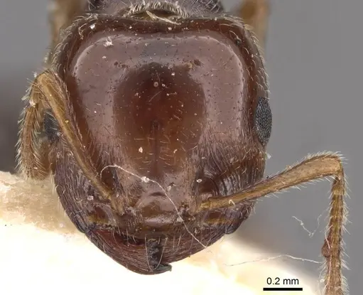 Crematogaster laeviceps specimen CASENT0908599 image casent0908599_2