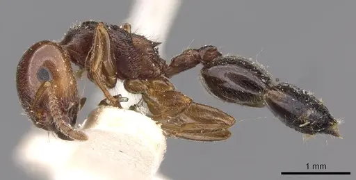 Crematogaster laeviceps specimen CASENT0908599 image casent0908599_3