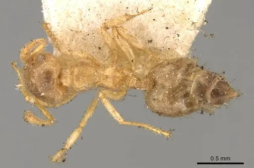 Crematogaster laevis specimen CASENT0914152 image casent0914152_1