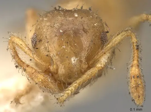 Crematogaster laevis specimen CASENT0914152 image casent0914152_2