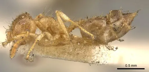 Crematogaster laevis specimen CASENT0914152 image casent0914152_3