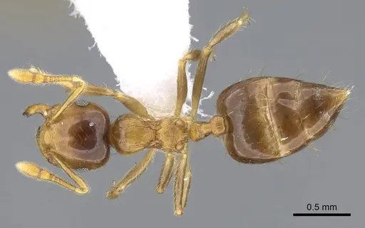 Crematogaster laevis specimen CASENT0914570 image casent0914570_1
