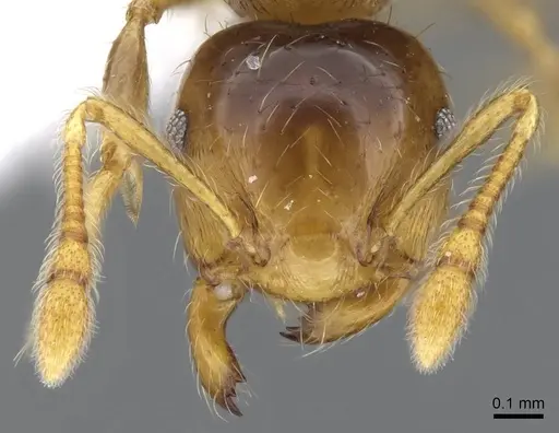 Crematogaster laevis specimen CASENT0914570 image casent0914570_2