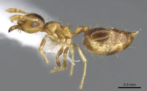 Crematogaster laevis specimen CASENT0914570 image casent0914570_3
