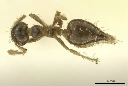 Crematogaster laevis specimen CASENT0919703 image casent0919703_1