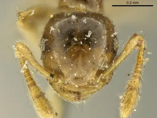 Crematogaster laevis specimen CASENT0919703 image casent0919703_2