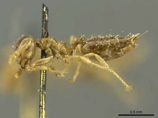Crematogaster laevis specimen CASENT0919703 image casent0919703_3