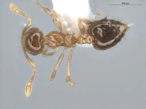 Crematogaster laevis specimen ECOFOG-CNI20-0072-01 image ecofog-cni20-0072-01_1