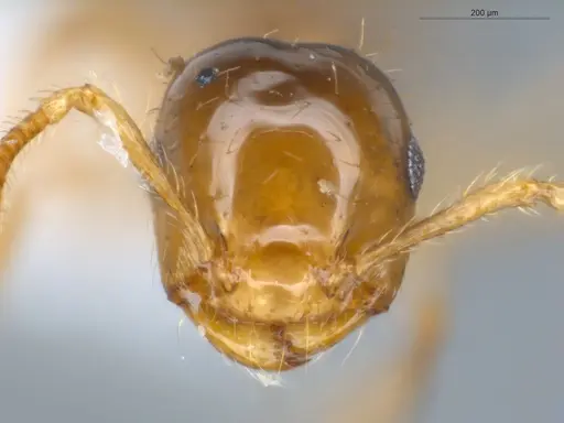 Crematogaster laevis specimen ECOFOG-CNI20-0072-01 image ecofog-cni20-0072-01_2
