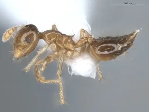 Crematogaster laevis specimen ECOFOG-CNI20-0072-01 image ecofog-cni20-0072-01_3