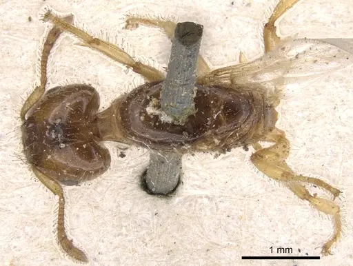 Crematogaster laevissima specimen CASENT0901441 image casent0901441_1