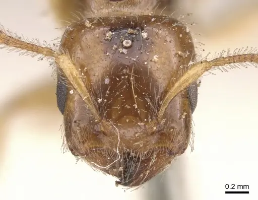 Crematogaster laevissima specimen CASENT0901441 image casent0901441_2