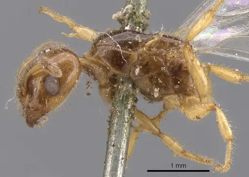 Crematogaster laevissima specimen CASENT0901441 image casent0901441_3