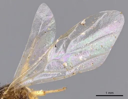Crematogaster laevissima specimen CASENT0901441 image casent0901441_4