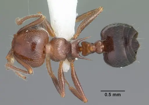 Crematogaster laeviuscula specimen CASENT0103768 image casent0103768_1