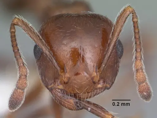 Crematogaster laeviuscula specimen CASENT0103768 image casent0103768_2