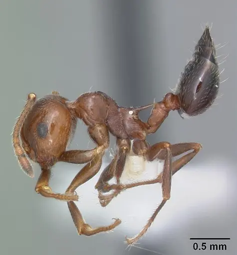 Crematogaster laeviuscula specimen CASENT0103768 image casent0103768_3