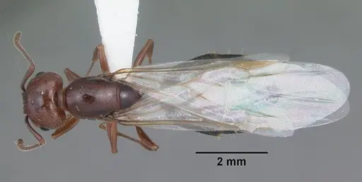 Crematogaster laeviuscula specimen CASENT0103769 image casent0103769_1