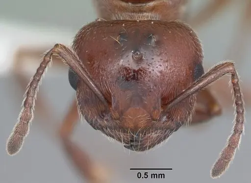 Crematogaster laeviuscula specimen CASENT0103769 image casent0103769_2