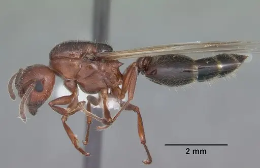 Crematogaster laeviuscula specimen CASENT0103769 image casent0103769_3