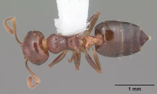 Crematogaster laeviuscula specimen CASENT0103770 image casent0103770_1
