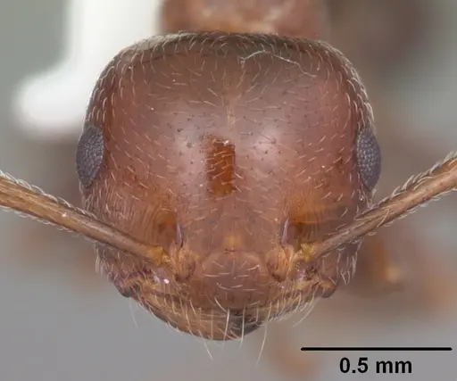 Crematogaster laeviuscula specimen CASENT0103770 image casent0103770_2