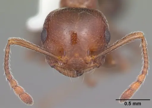 Crematogaster laeviuscula specimen CASENT0103770 image casent0103770_3