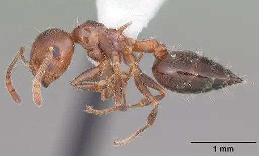 Crematogaster laeviuscula specimen CASENT0103770 image casent0103770_4