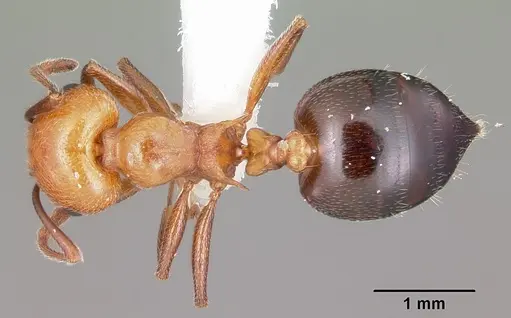 Crematogaster laeviuscula specimen CASENT0104828 image casent0104828_1