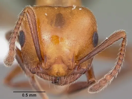Crematogaster laeviuscula specimen CASENT0104828 image casent0104828_2
