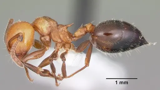 Crematogaster laeviuscula specimen CASENT0104828 image casent0104828_3