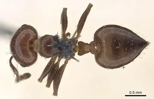 Crematogaster laeviuscula specimen CASENT0902142 image casent0902142_1