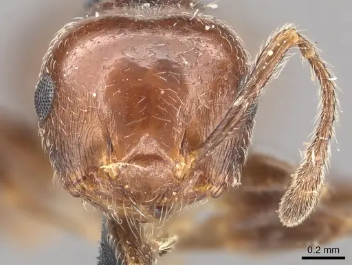 Crematogaster laeviuscula specimen CASENT0902142 image casent0902142_2