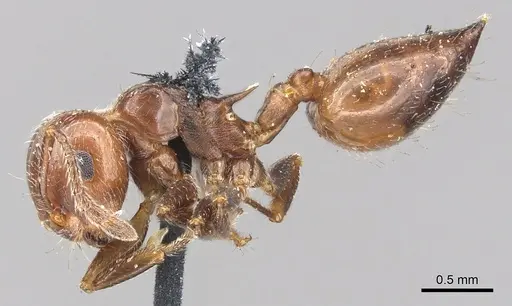 Crematogaster laeviuscula specimen CASENT0902142 image casent0902142_3