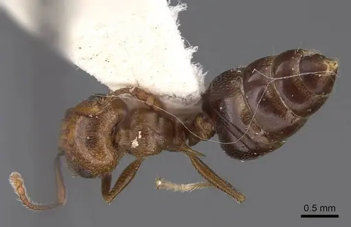 Crematogaster laeviuscula specimen CASENT0914490 image casent0914490_1