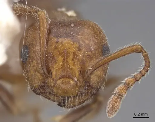 Crematogaster laeviuscula specimen CASENT0914490 image casent0914490_2