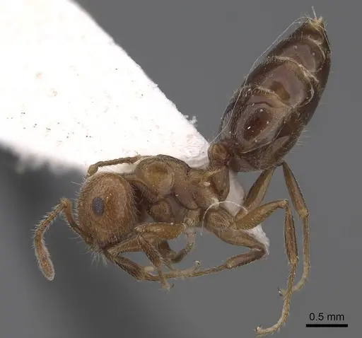 Crematogaster laeviuscula specimen CASENT0914490 image casent0914490_3